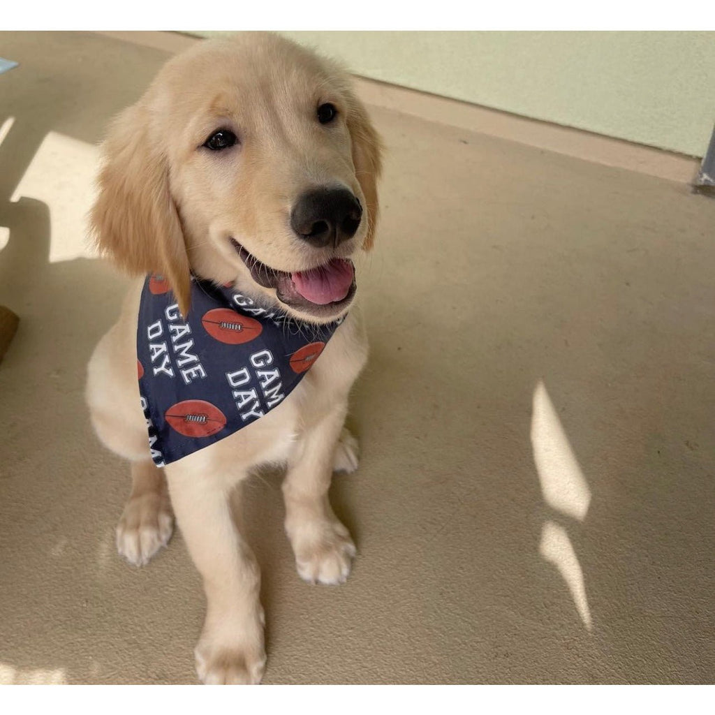 Game Day Football Bandana - Jersey Border Collars