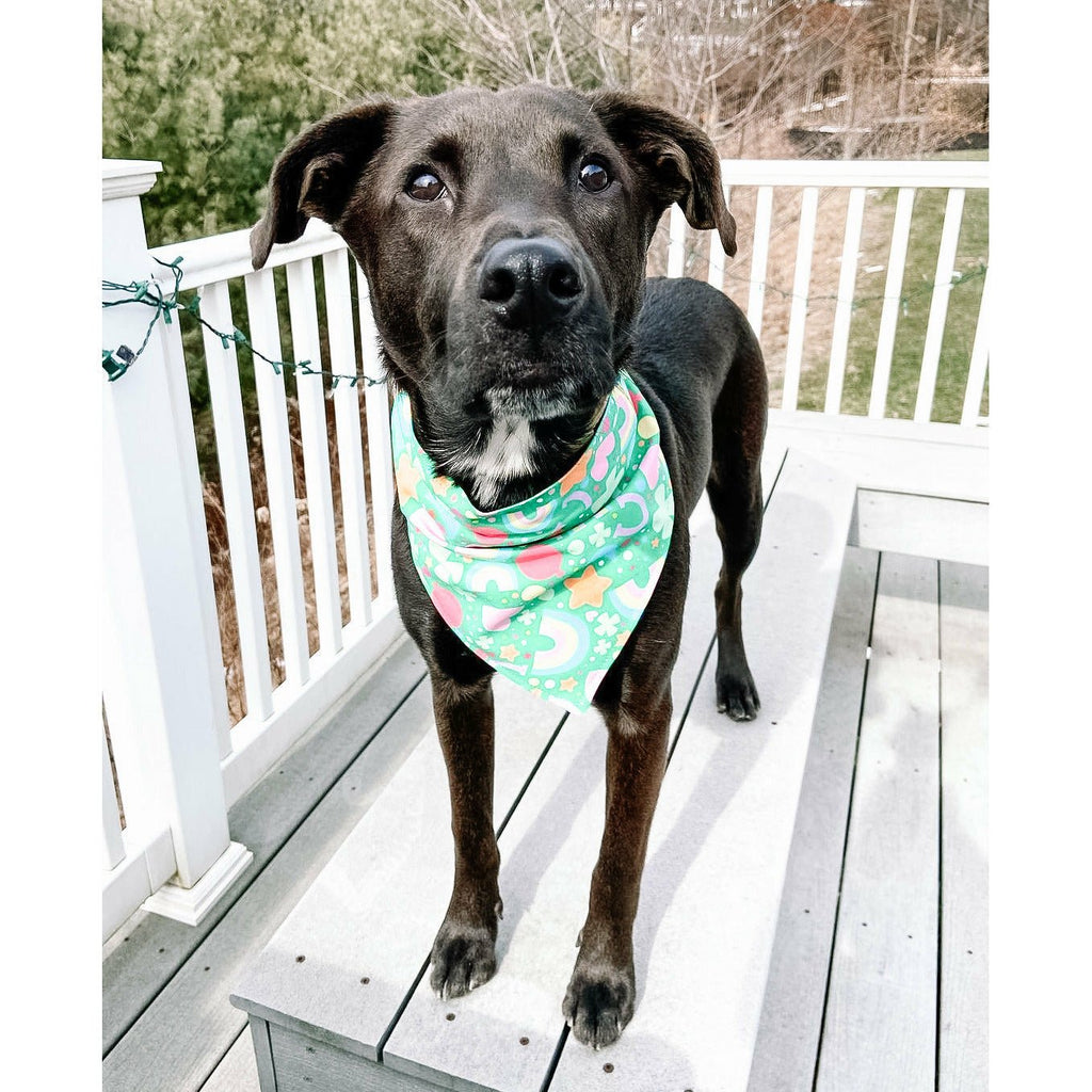 Lucky Charms Bandana - Jersey Border Collars