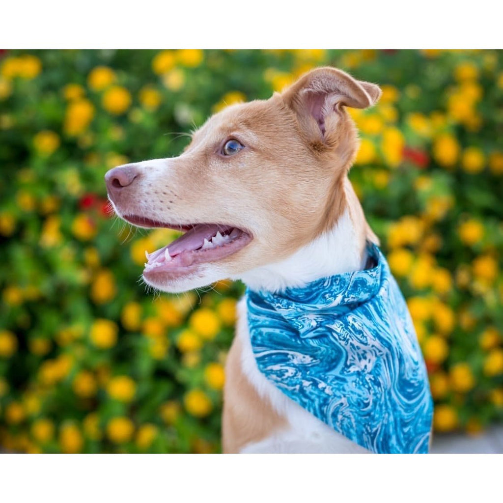 Crystal Blue / Silver Swirl Bandana - Jersey Border Collars