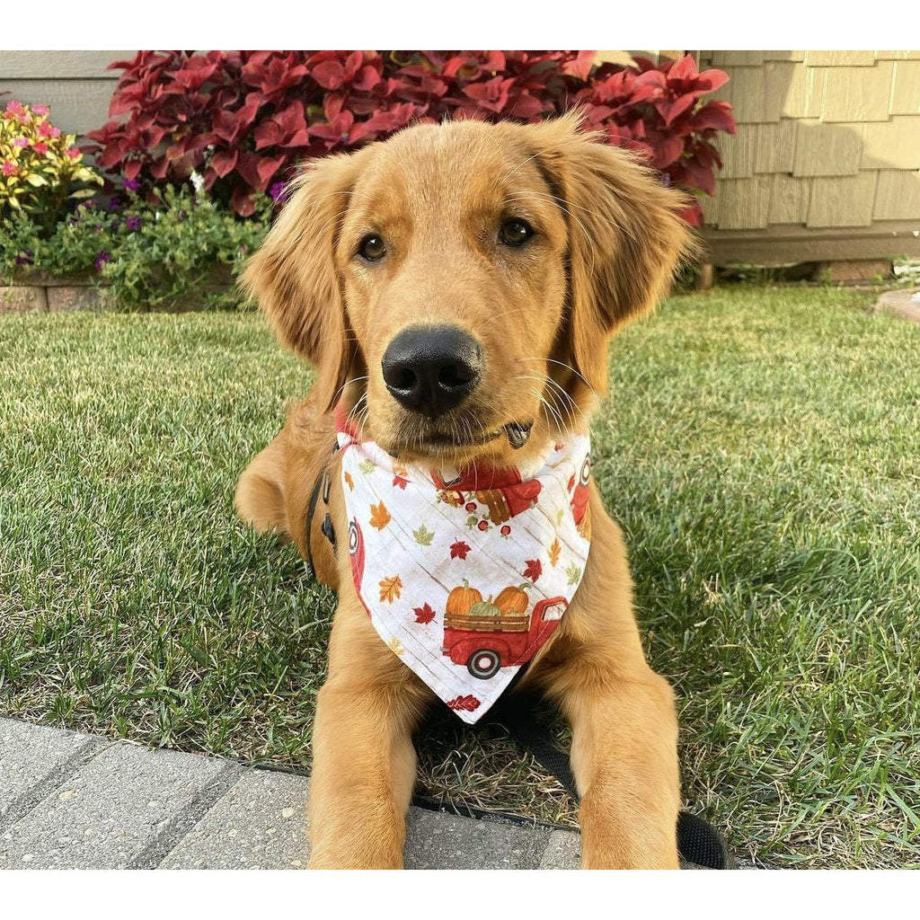 Fall Truck Bandana - Jersey Border Collars