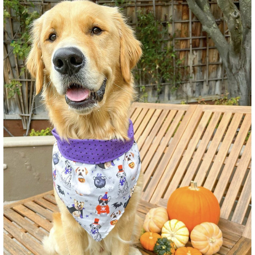 Trick for Treat Bandana - Reversible - Jersey Border Collars