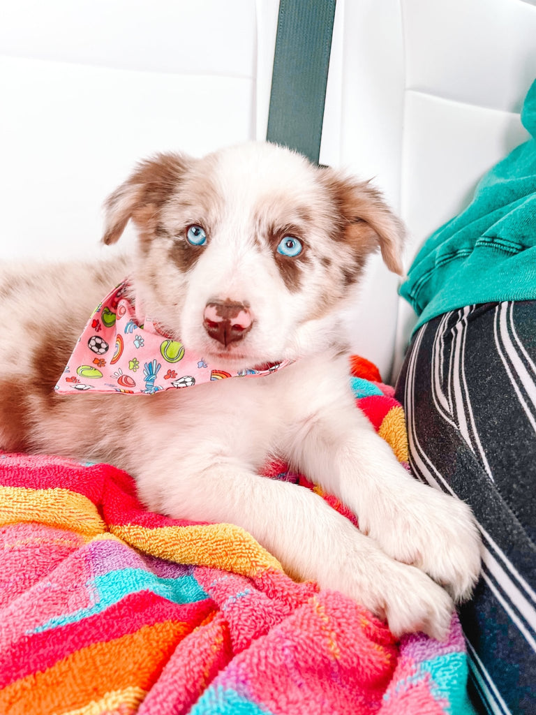 Cassie's Pink Remembrance Bandana - Jersey Border Collars