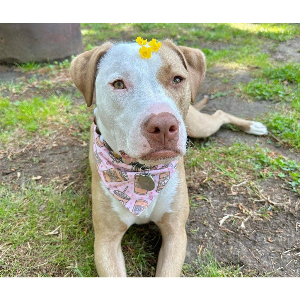 I Love My Mom A Latte Bandana - Jersey Border Collars