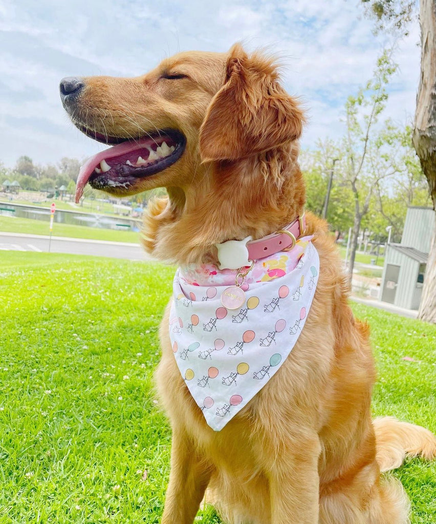 Winnie The Pooh Bandana - Reversible - Jersey Border Collars