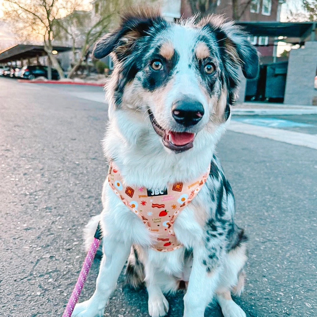 Barkfest Adjustable Harness - Jersey Border Collars