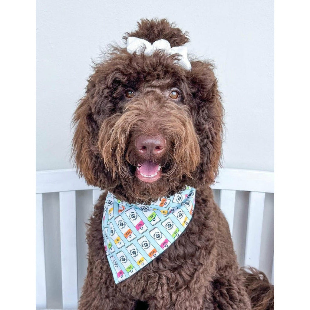 White Paw Drink Bandana - Jersey Border Collars