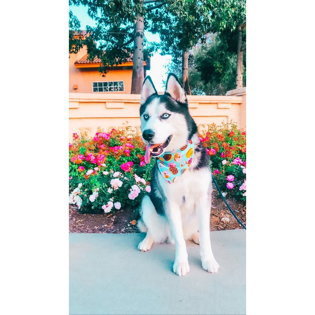 Donuts Dog Bandanna - Jersey Border Collars