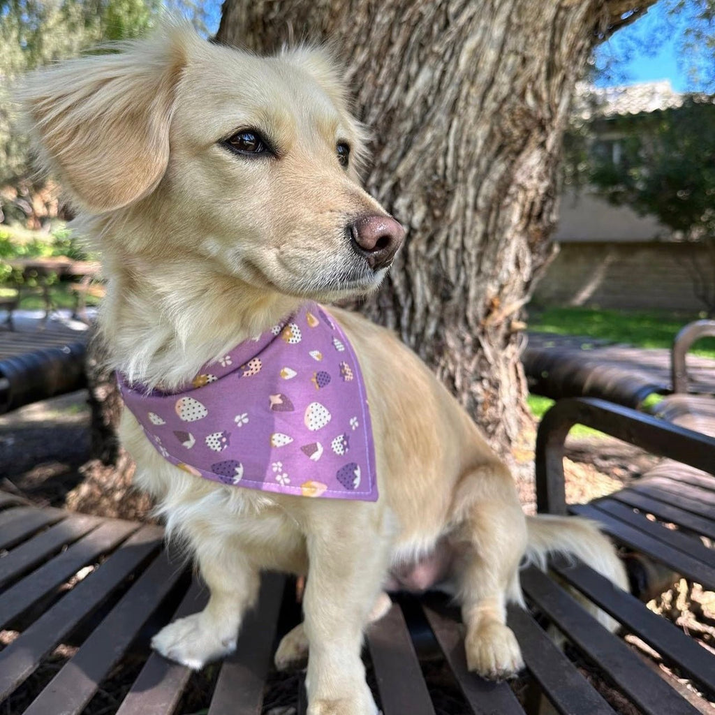 Full Bloom / Purple Strawberries Bandana - Reversible - Jersey Border Collars