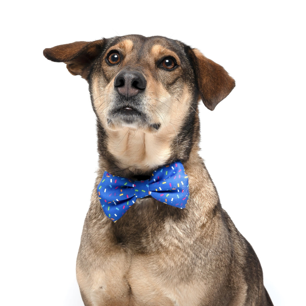 Blue Sprinkles - Dog Collar Bow Tie - Jersey Border Collars