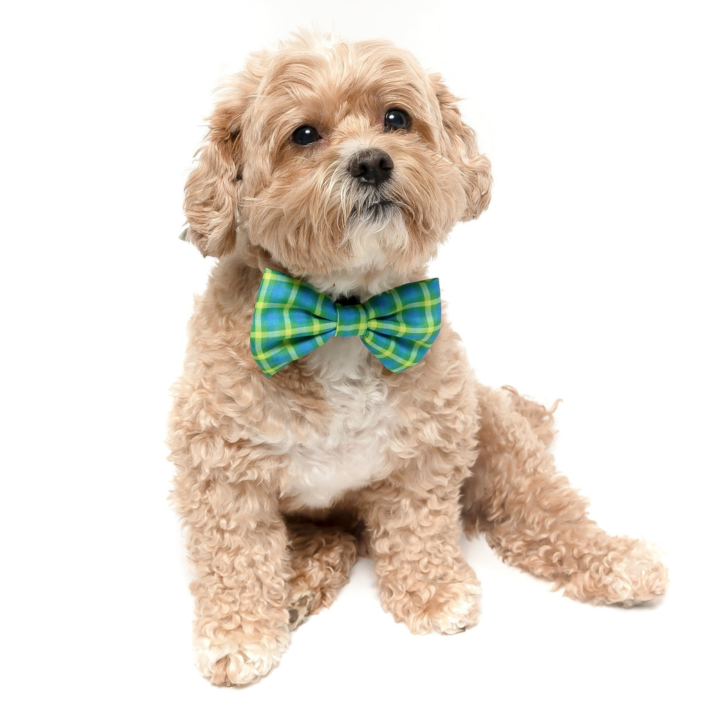 LIME PLAID - Dog Collar Bow Tie - Jersey Border Collars