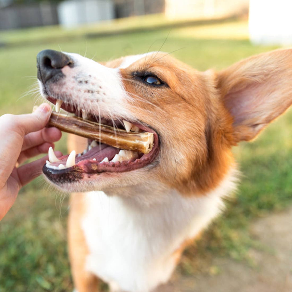 Nature Gnaws Beef Bully Sticks Dog Chews - 5ct - Jersey Border Collars