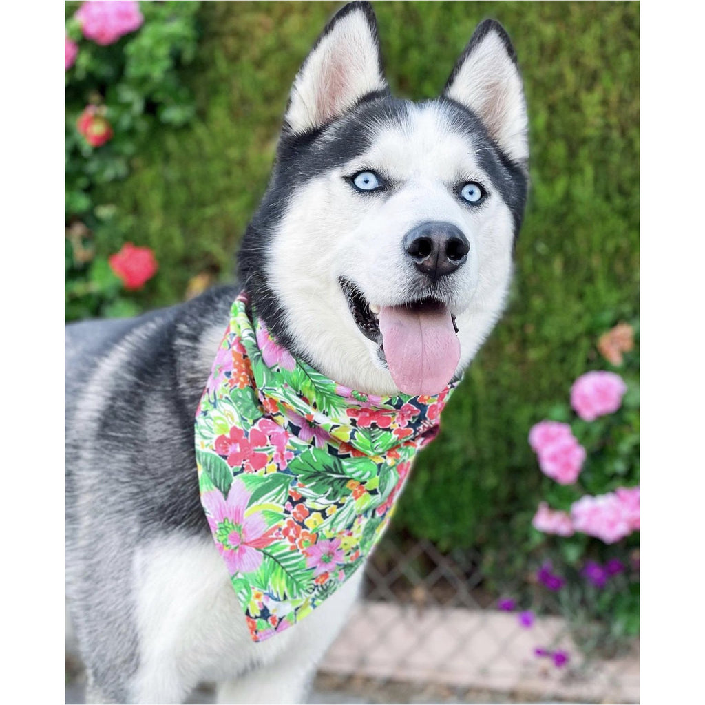 Tropical Rainforest Bandana - Jersey Border Collars