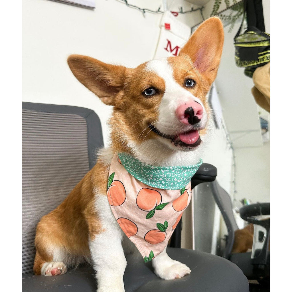 Just Peachy Bandana - Reversible - Jersey Border Collars