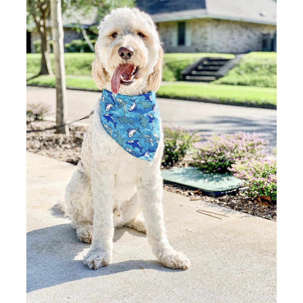 Shark Bandanna - Jersey Border Collars