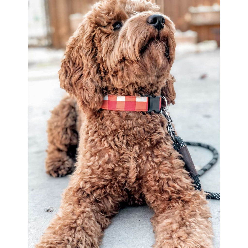 XMAS Red / White Plaid Collar - Jersey Border Collars