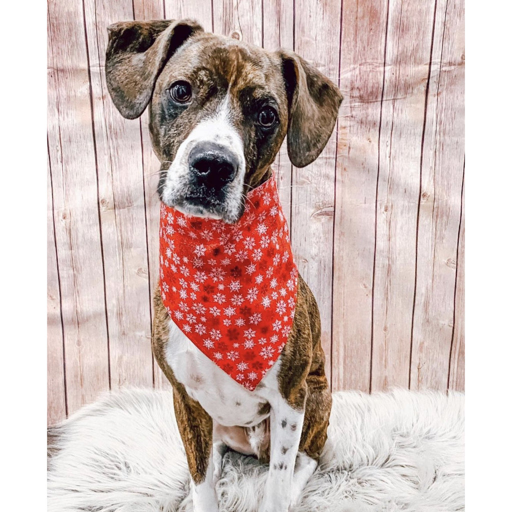 Naughty, Nice, I Tried / Red Snowflake Bandana - Reversible - Jersey Border Collars