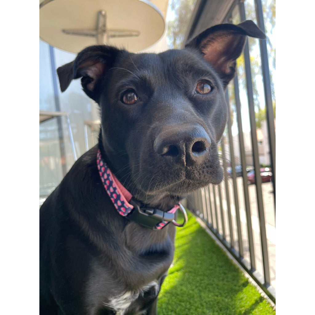 Strawberry Dog Collar - Jersey Border Collars