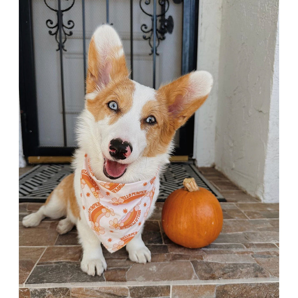 Hello Pumpkin Bandana - Jersey Border Collars