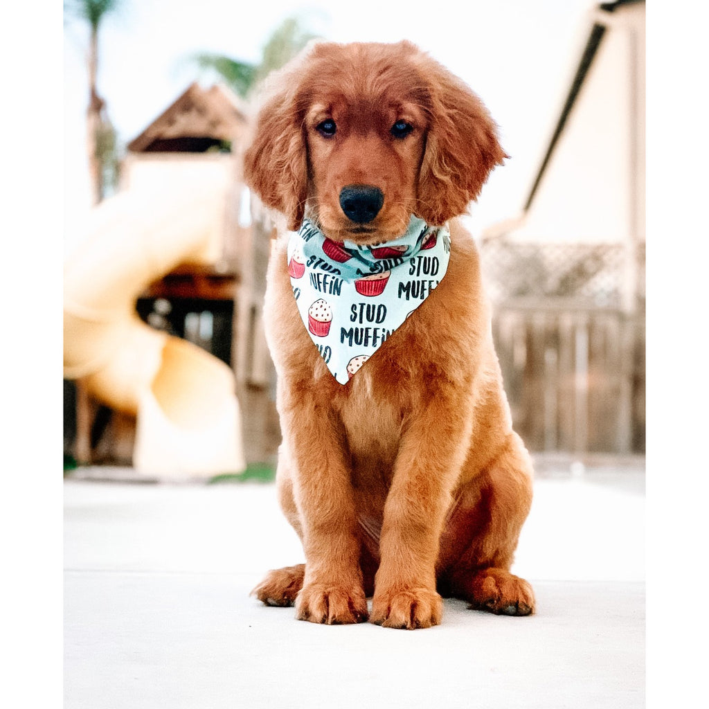 Stud Muffin / Black Stardust Bandana - Reversible - Jersey Border Collars