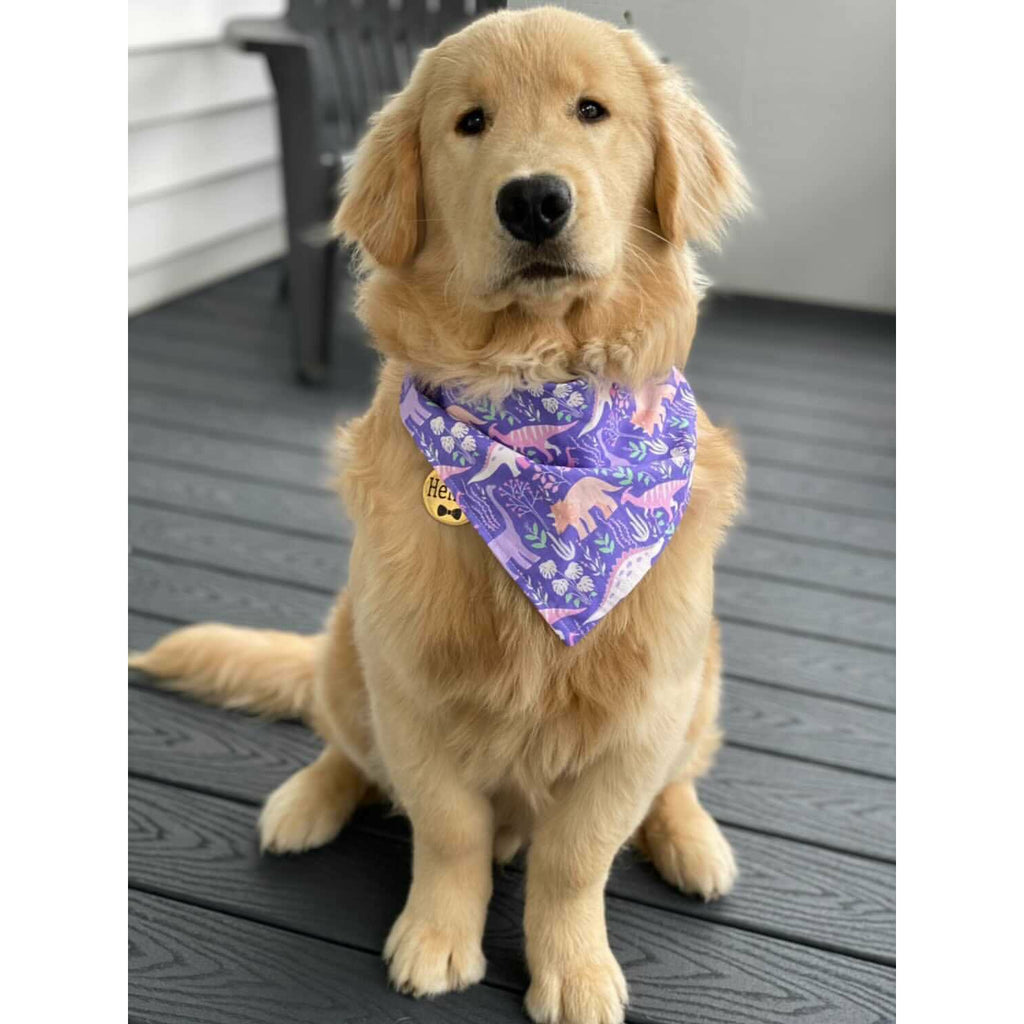 Purple Dino - mite Bandana - Jersey Border Collars