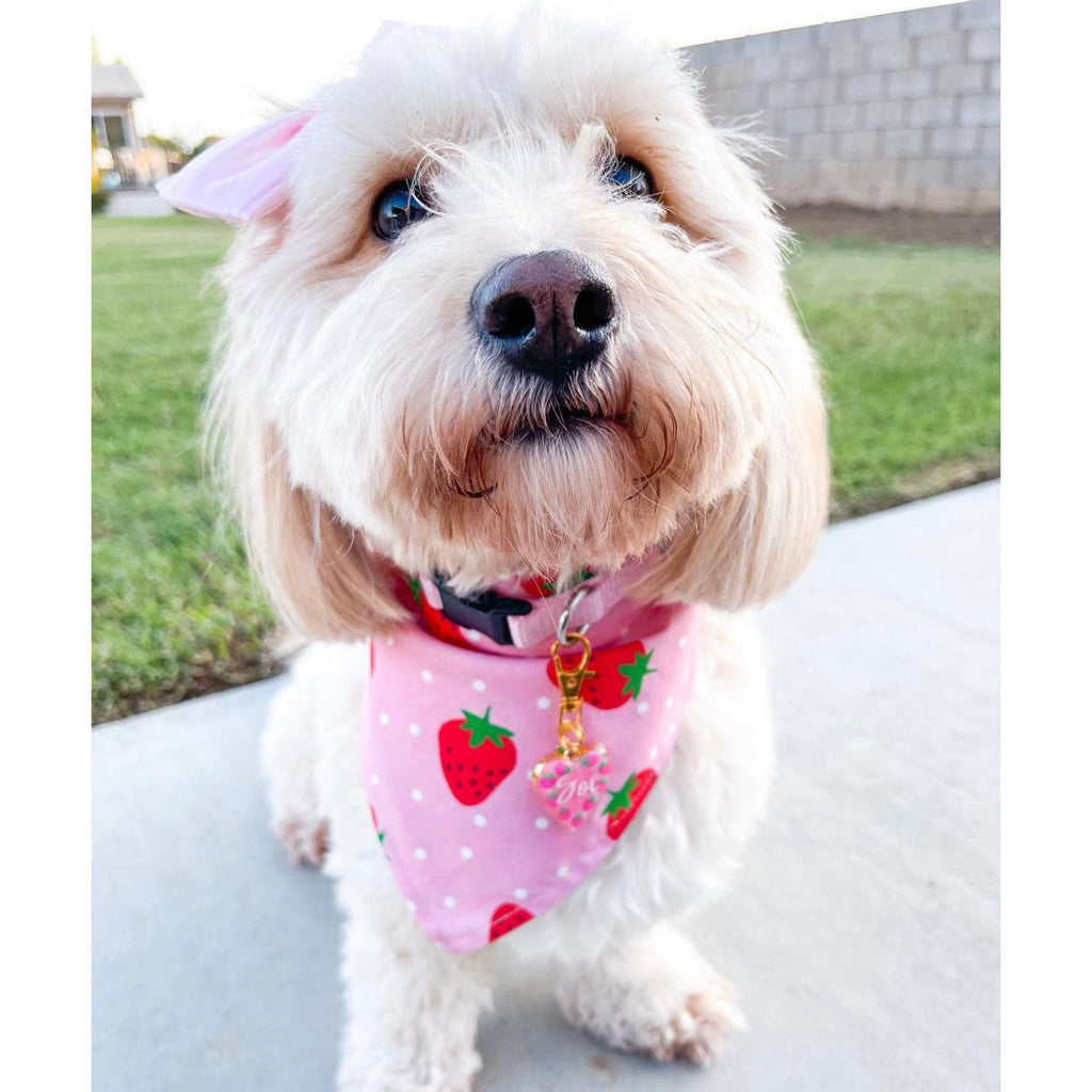 Strawberry Fields Bandana - Reversible - Jersey Border Collars