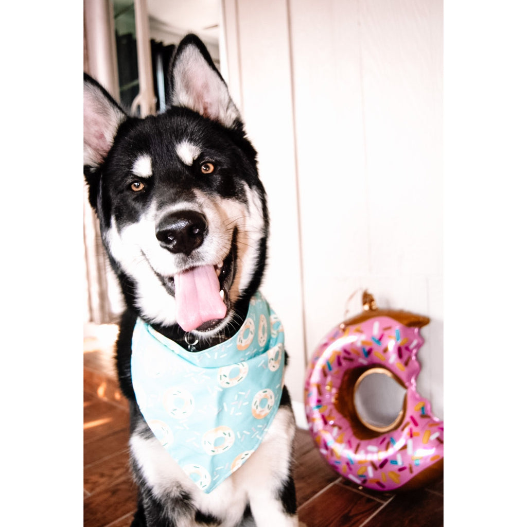 Blue Sprinkle Donuts Bandana - Jersey Border Collars