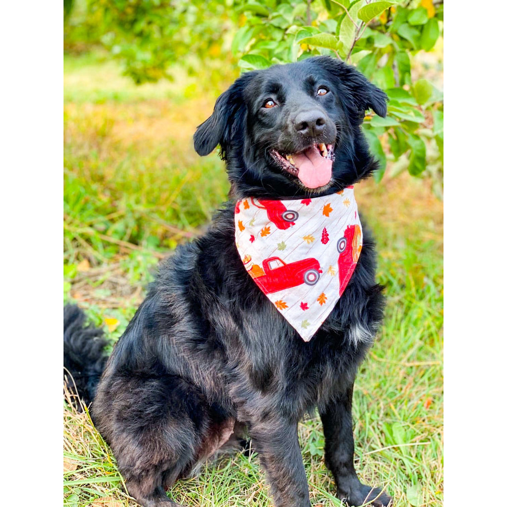 Fall Truck Bandana - Jersey Border Collars