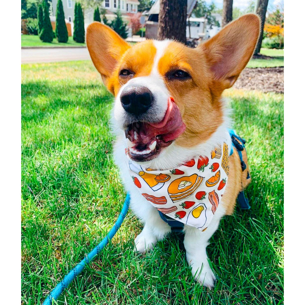 Breakfast Platter Bandana - Reversible - Jersey Border Collars