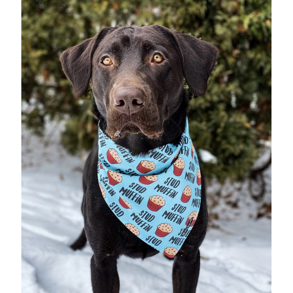 Stud Muffin / Black Stardust Bandana - Reversible - Jersey Border Collars