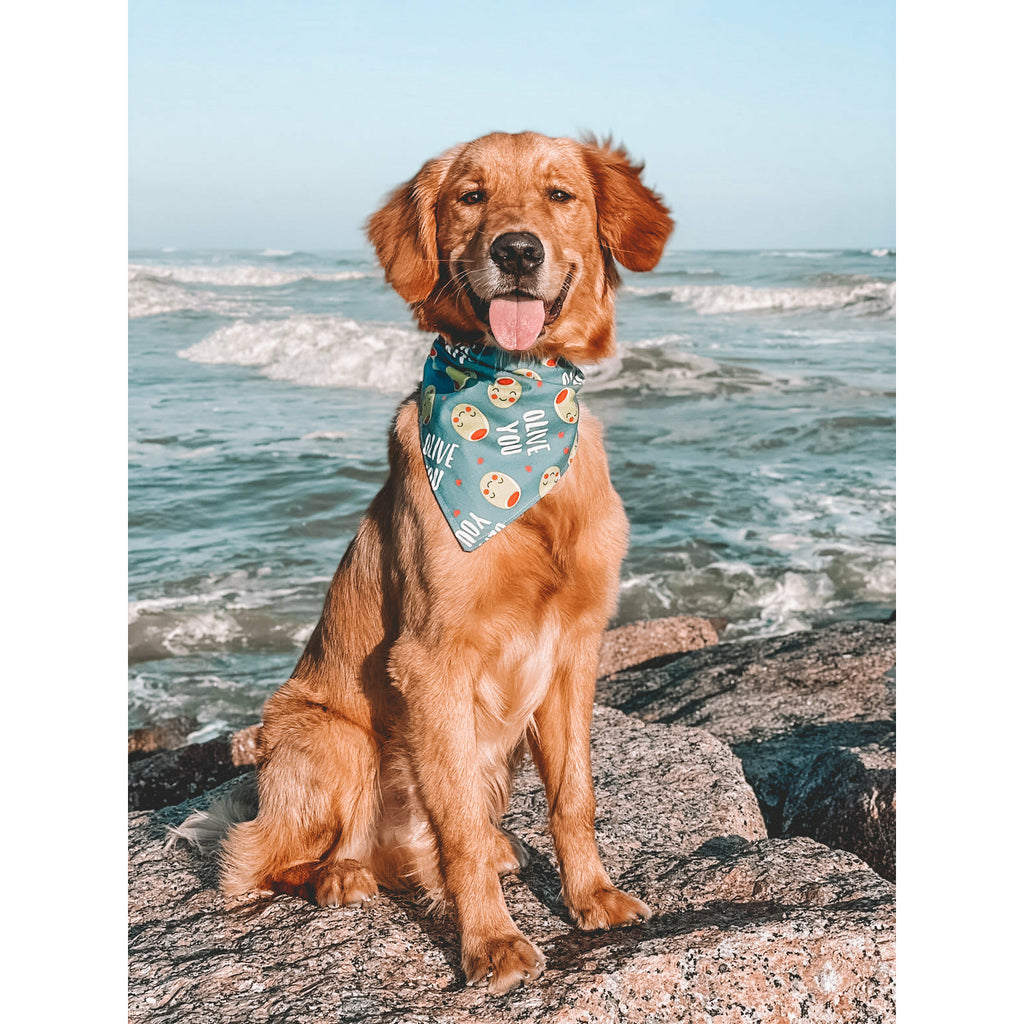 Olive Love Bandana - Reversible - Jersey Border Collars