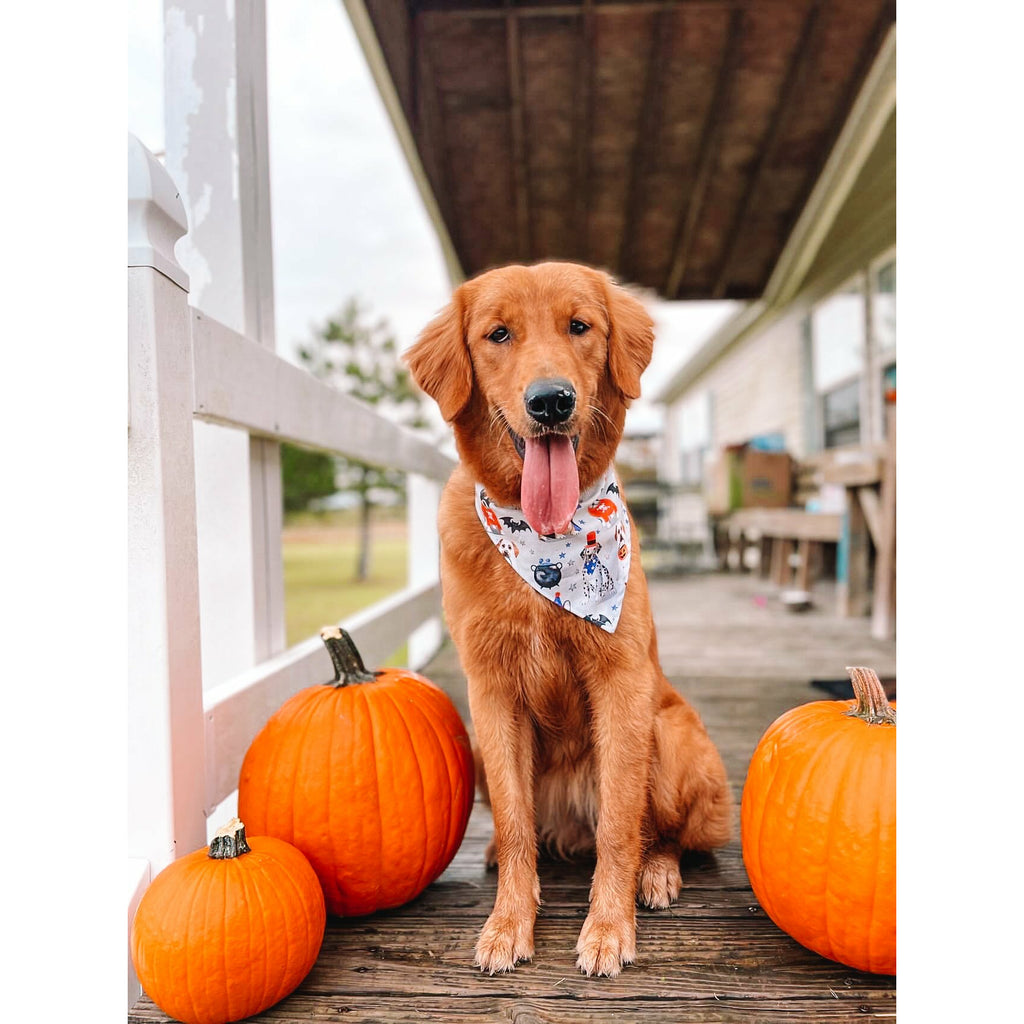 Trick for Treat Bandana - Reversible - Jersey Border Collars