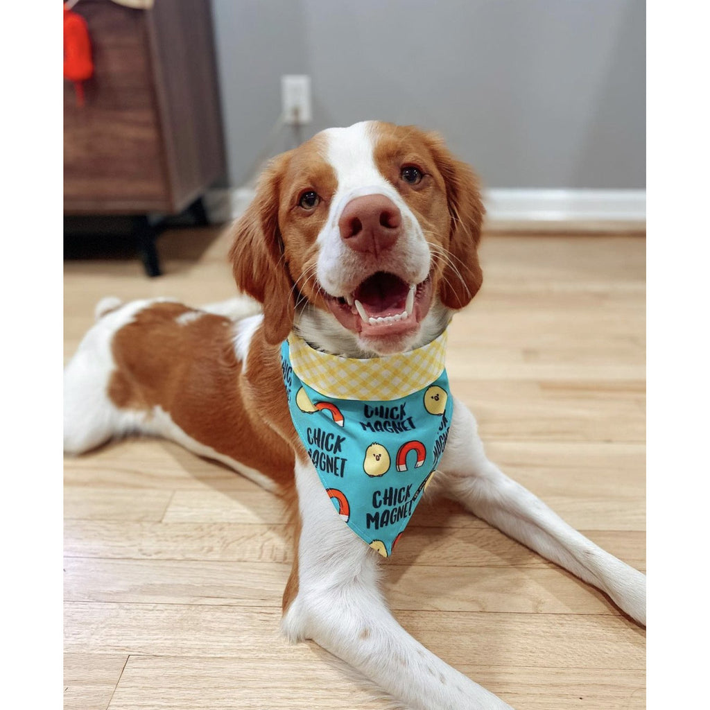 Chick Magnet / Yellow Plaid Bandana - Reversible - Jersey Border Collars