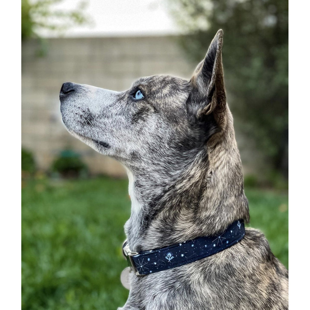 Starry Sky Firefly Adjustable Collar - Jersey Border Collars