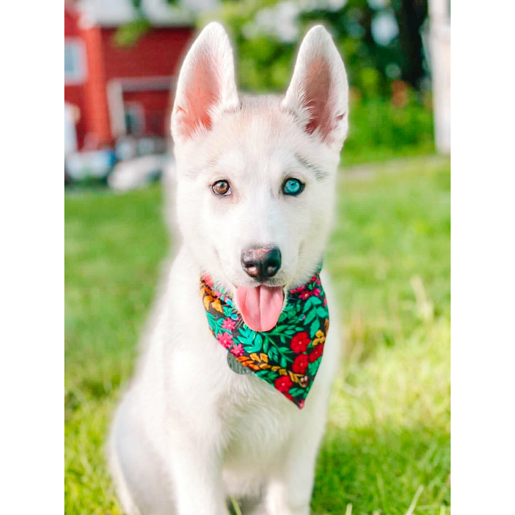 Black Floriculture Bandana - Jersey Border Collars