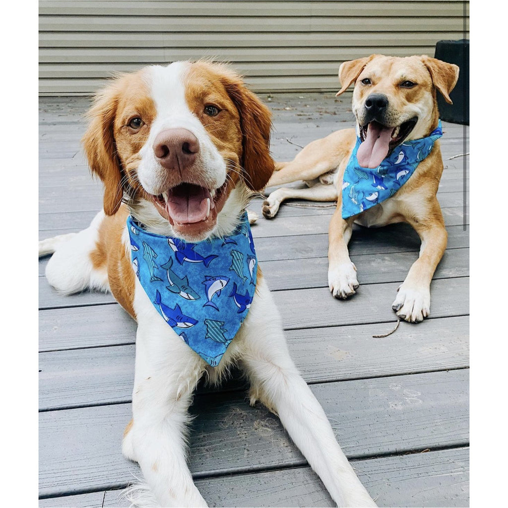 Shark Bandanna - Jersey Border Collars