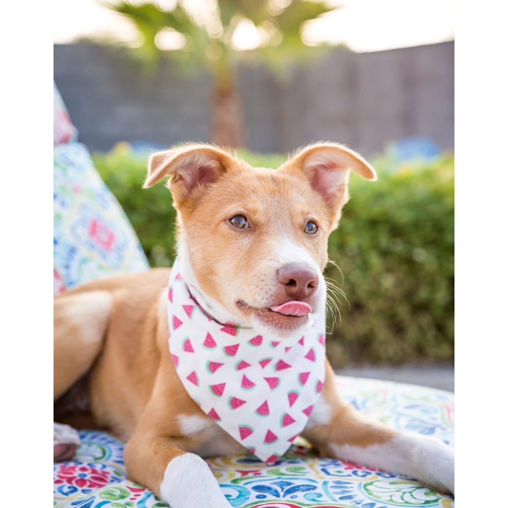 Juicy Watermelon Bandana - Jersey Border Collars