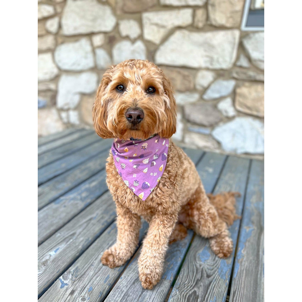 Full Bloom / Purple Strawberries Bandana - Reversible - Jersey Border Collars