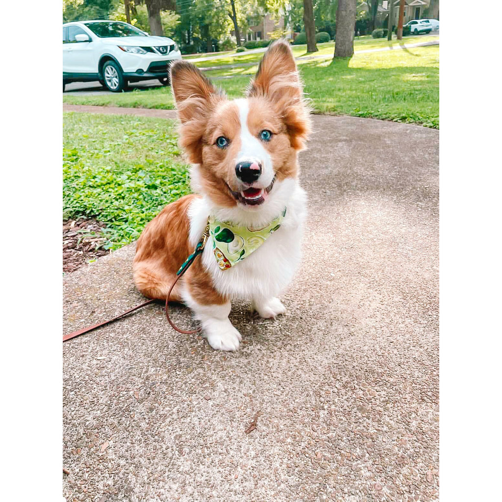 You Guac my World Bandana - Jersey Border Collars