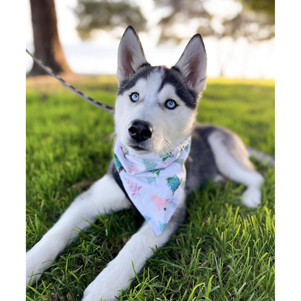 Winter Trees Bandana - Jersey Border Collars