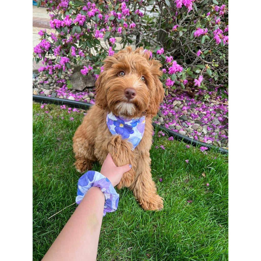 Purple Bloom Bandana - Jersey Border Collars