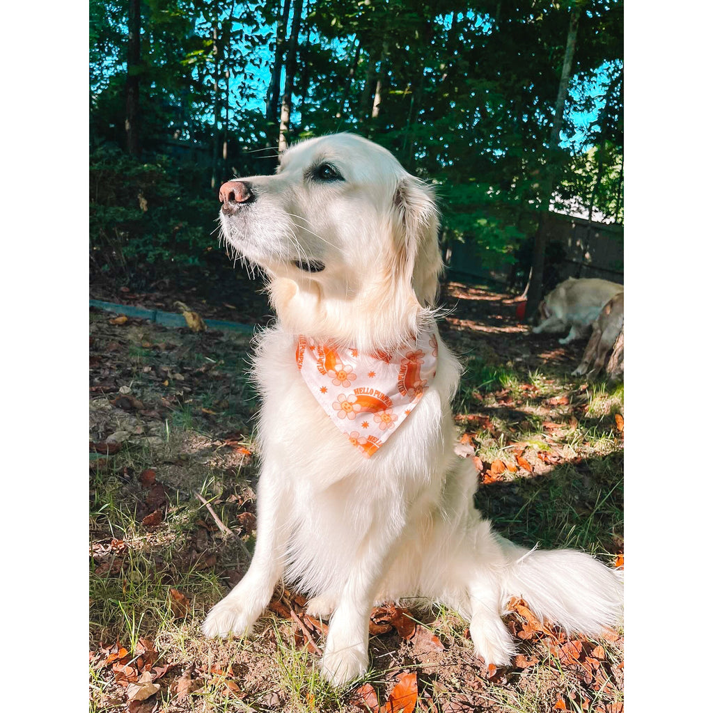 Hello Pumpkin Bandana - Jersey Border Collars