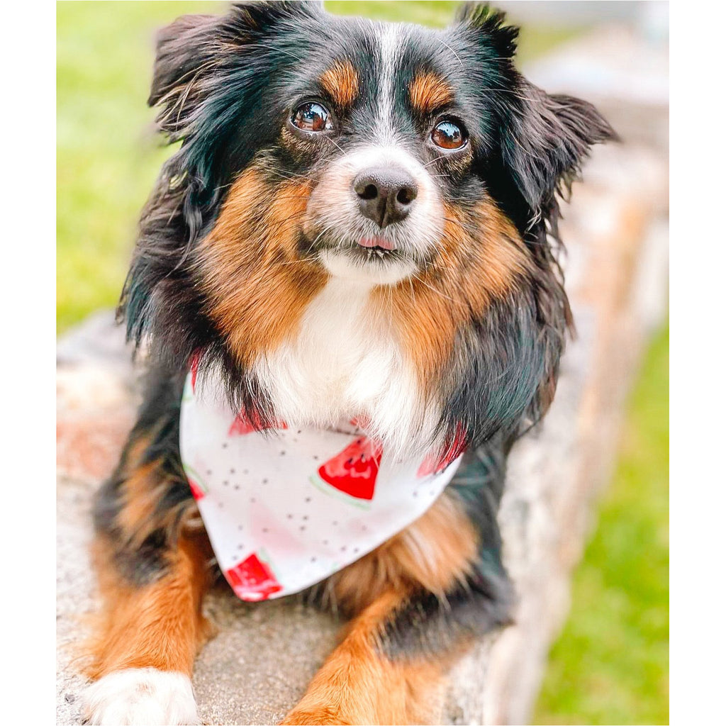 Watermelon Sugah High Bandana - Jersey Border Collars