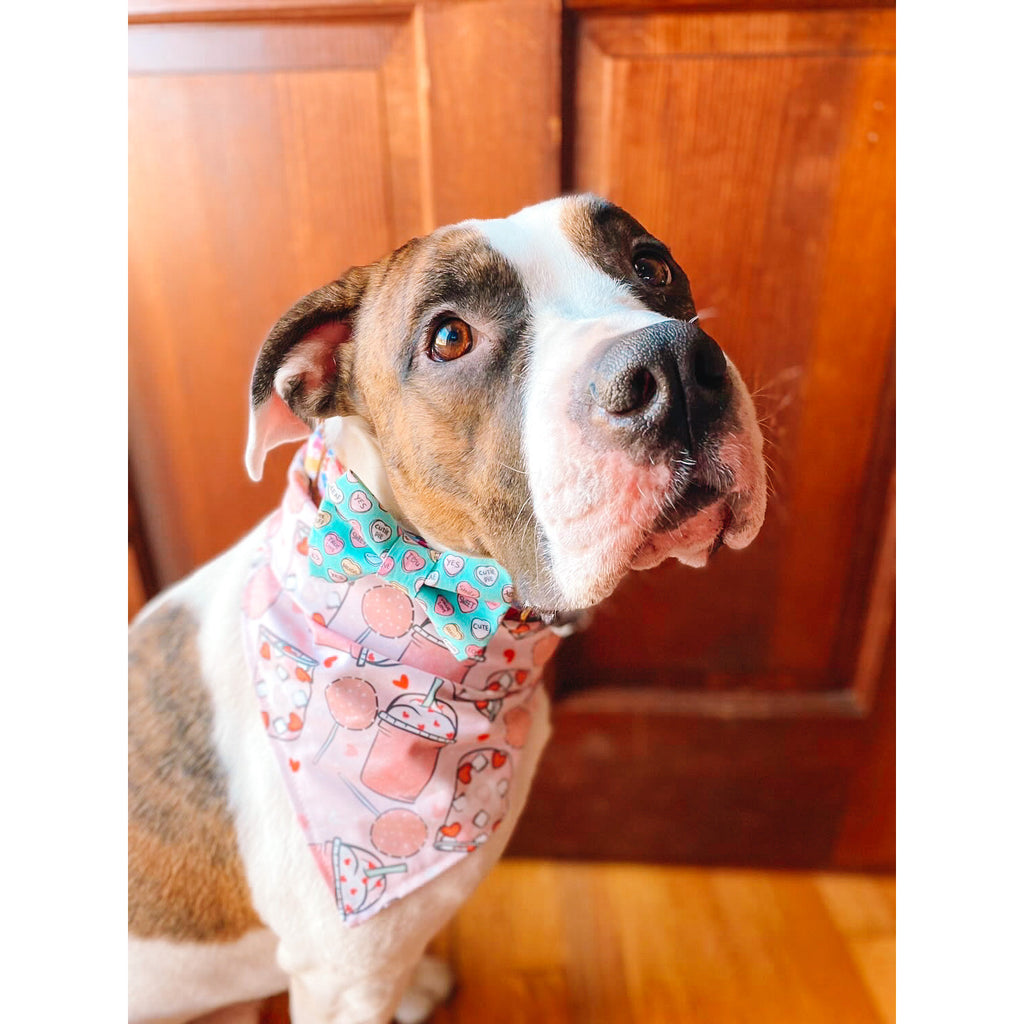 Valentine's Frap & Cake Pop Bandana - Jersey Border Collars