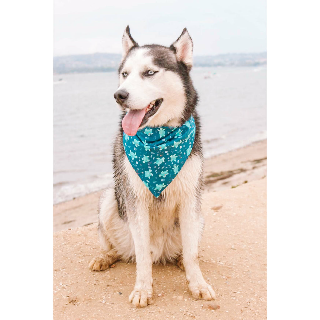 Turtley Dude Bandana - Jersey Border Collars