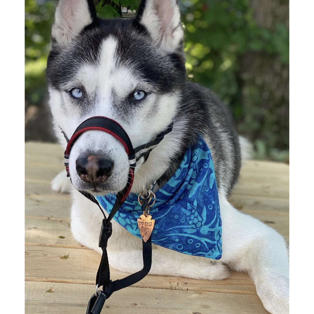 Sea Turtle Bandana - Jersey Border Collars