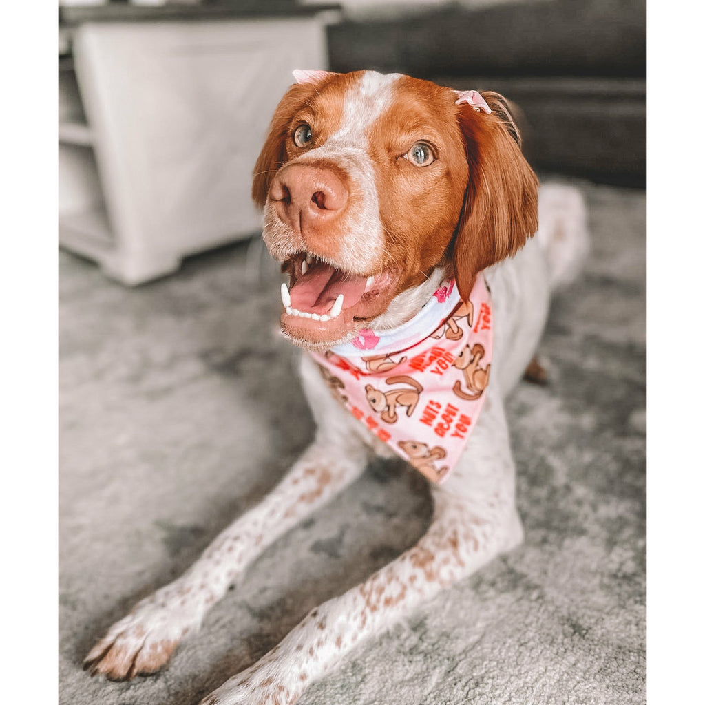 Nuts About You / Kisses Bandana - Reversible - Jersey Border Collars