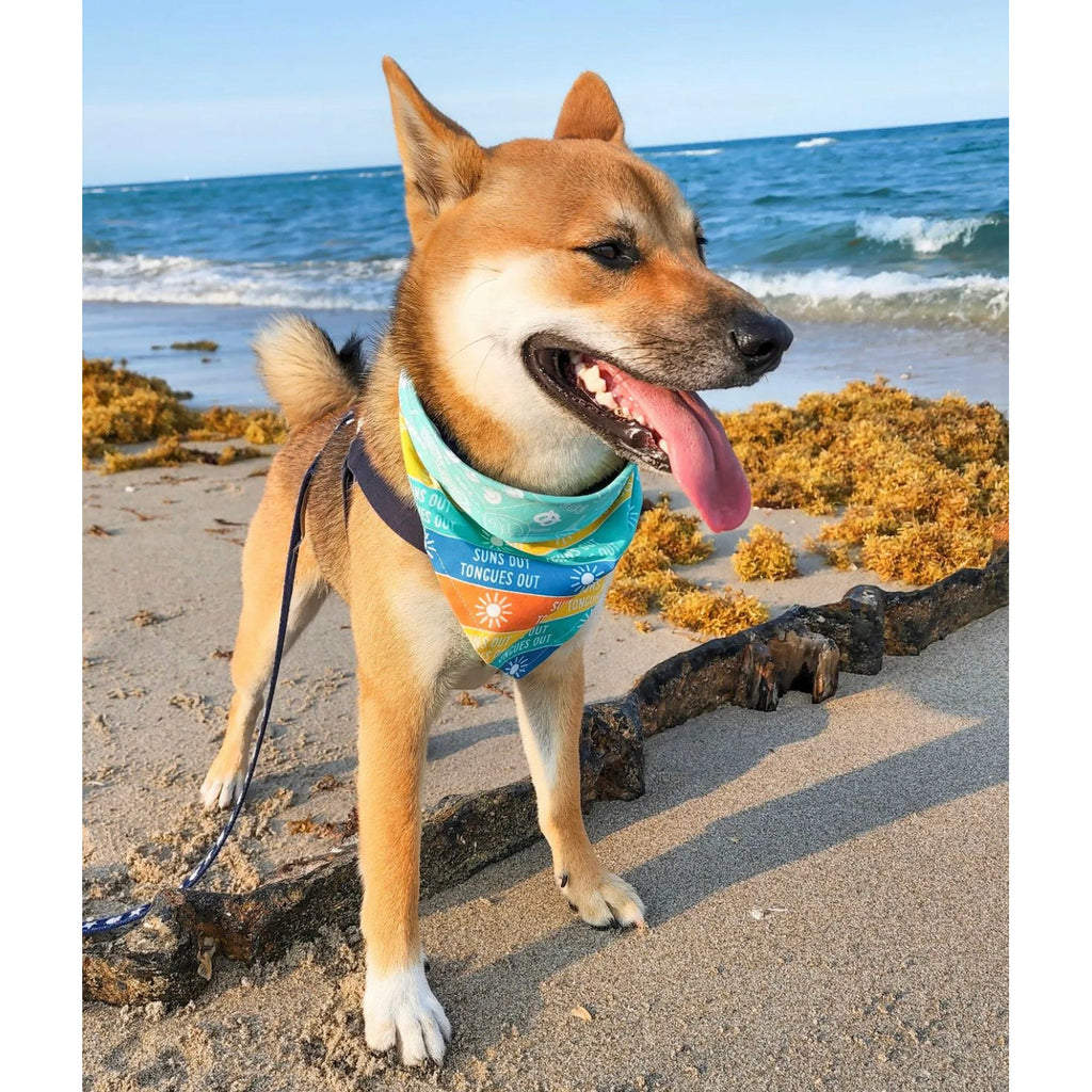 Suns Out Tongue's Out / Boardwalk Bandana - Reversible - Jersey Border Collars