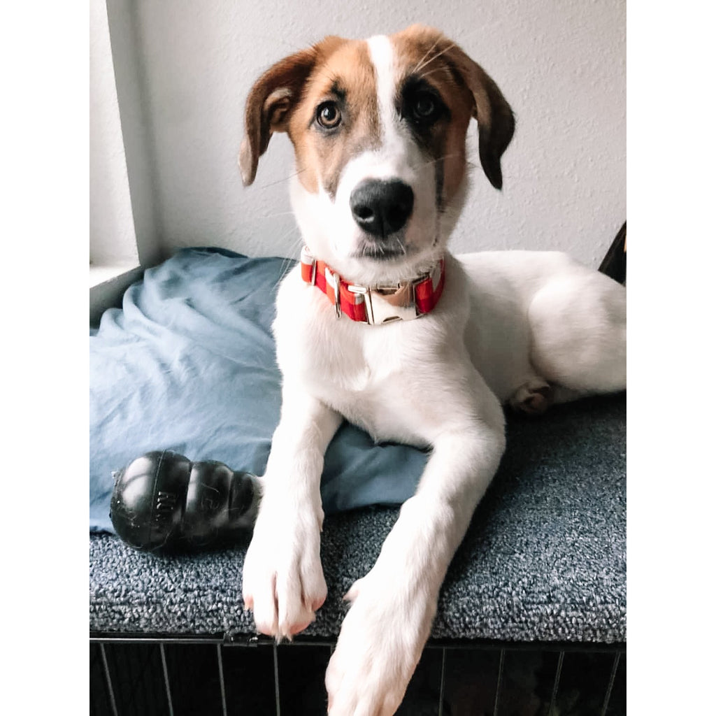 XMAS Red / White Plaid Collar - Jersey Border Collars