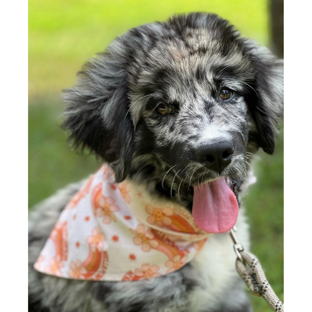 Hello Pumpkin Bandana - Jersey Border Collars