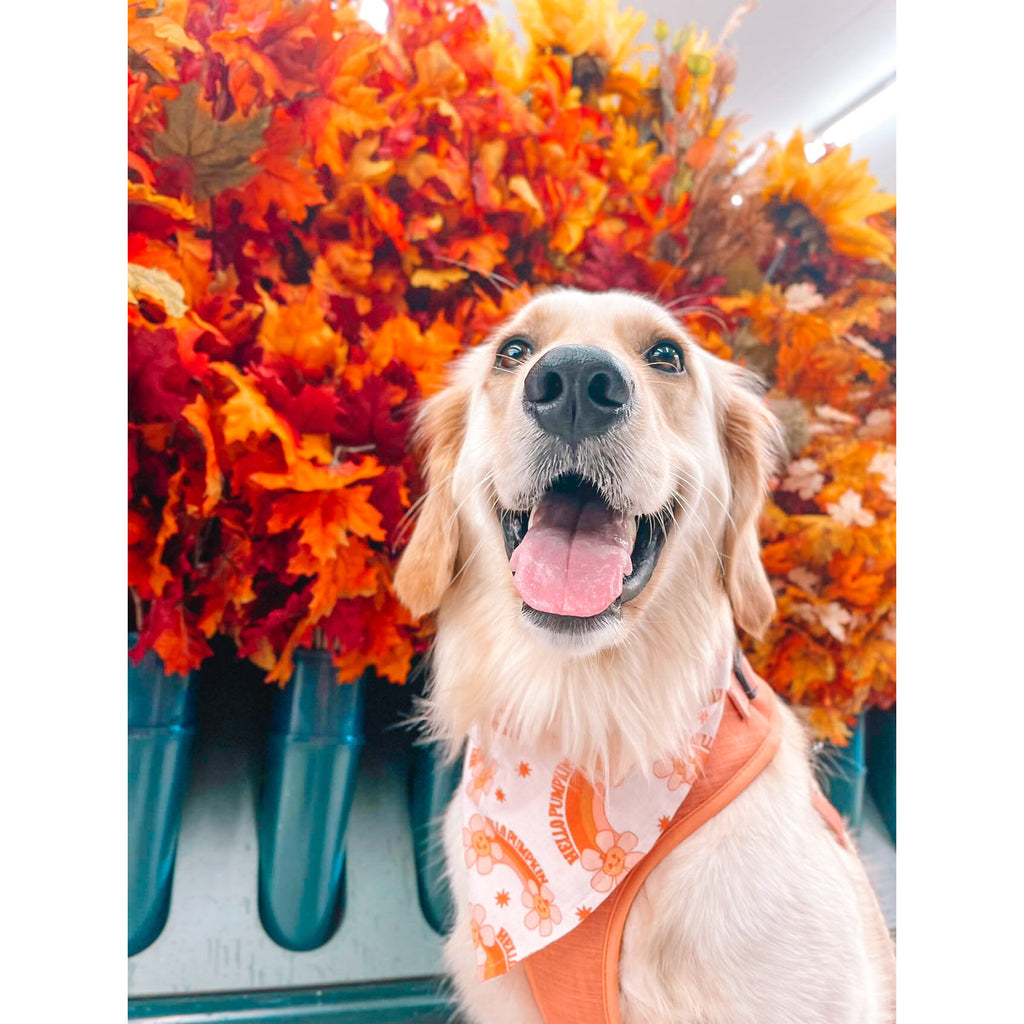 Hello Pumpkin Bandana - Jersey Border Collars